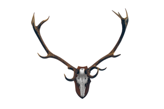 Deer skull with big horns trophy transparent