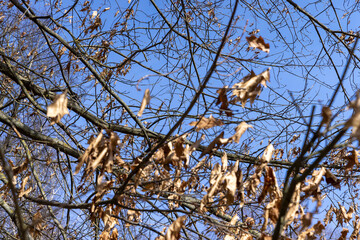 Branches of oak trees in the park in spring sunny weather