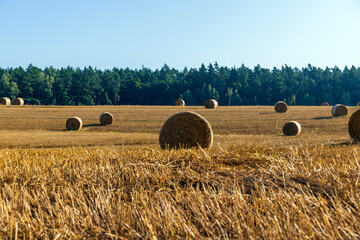 Straw stack after harvesting grain in the field