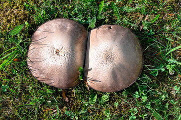 mushrooms growning in lawn in back garden