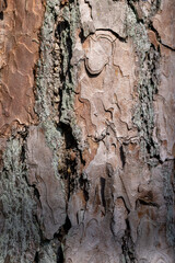 details of the trunk of an old pine with bark of brown shades