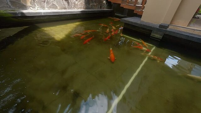Wide angle view of koi fish pond with clear water