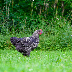 young rooster walking on grass and eating insects