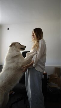 the dog paws at the girl and they happily dance together in the room near the computer. a woman with a white shepherd dog dancing on two legs. vertical video. the dog stands on two legs