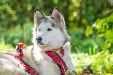 siberian husky dog