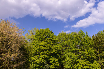 Fototapeta premium green foliage of deciduous trees in the spring season
