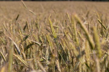 An agricultural field where ripening cereal wheat grows