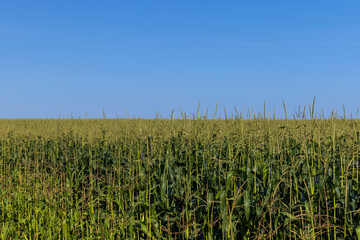 Corn field with green plants