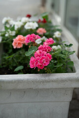 Blumen in einem Blumentopf