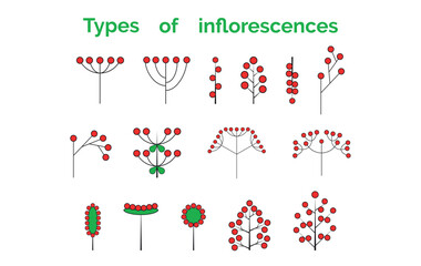 Inflorescence types. Set of vector illustrations. A visual aid for botany or biology lesson.