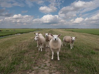 Sheep and lamb on a meadow in the Netherlands, Eemnes