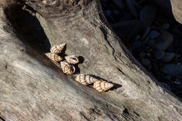 Phos senticosus (Common Pacific Phos or Thorny Phos), a species of sea snail, marine gastropod...