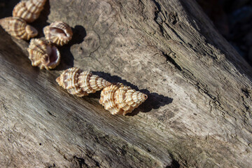Phos senticosus (Common Pacific Phos or Thorny Phos), a species of sea snail, marine gastropod mollusk from the Buccinidae family, true trumpeters. Screw shell 2-5 cm. Small spikes. Yellow, brown.