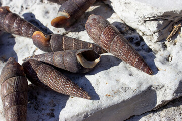 Faunus ater (devil's thorn) is a type of brackish-water snail with an operculum, an aquatic gastropod mollusk of the Pachychilidae family. Screw, elongated shell 4-8 cm. Dark brown or black.