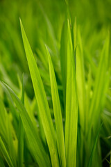 Fototapeta na wymiar Closeup of green grass leaves