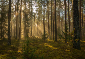 Early morning light in the forest.