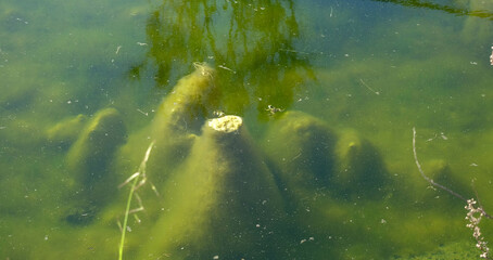 Frosch im tüben Tümpel bei Livorno in Italien