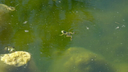 Frosch im tüben Tümpel bei Livorno in Italien