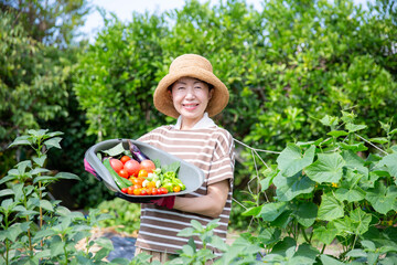 家庭菜園の収穫、夏野菜を持つ日本人のミドル女性