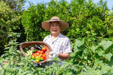夏野菜の収穫、シニアの日本人男性