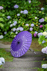 Japanese traditional oil paper umbrella and Hydrangea macrophylla flowering shrubs and bushes in the garden. Concept of Japanese culture. Kyoto, Japan.