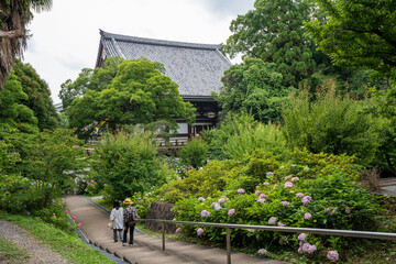Colorful Hydrangeas in Chishaku-in (Chishakuin) Temple Garden. Higashiyama-ku, Kyoto, Japan.