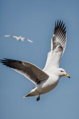 Fototapeta na wymiar Animal Bird Seagull Flying on Sky Photo