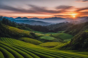 Foto op Canvas landscape of Tea plantation valley in sunset. sunrise time © Gutium