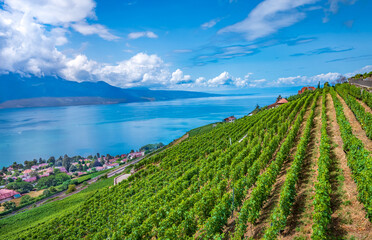 Landscape of Lavaux vineyards near Vevey at Lake Geneva.