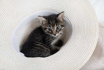 Curious cute tabby kitten on hat background.