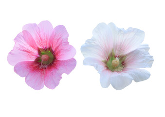 Hollyhock or Malvaceae or Alcea rosea linn flowers Collection of beautiful white-pink hollyhock flowers bouquet isolated on transparent background.	