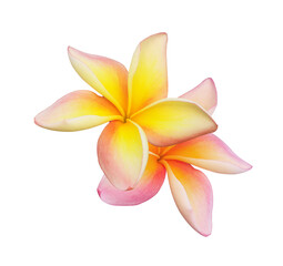 Plumeria or Frangipani or Temple tree flower. Close up pink-yellow frangipani flowers bouquet isolated on transparent background.	
