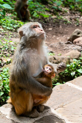 Wild monkey in Yunnan, China.