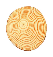 Fototapeta premium round cut through a trunk of a small tree with year rings visible