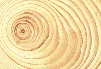 Fototapeta premium round cut through a trunk of a small tree with year rings visible
