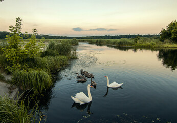 Fototapeta na wymiar swan on the river