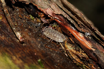 Kellerassel, Mauerassel unter der Baumrinde, Isopoda, Glomeris