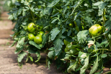 Green tomatoes on a bush ripen in the greenhouse. Organic farming. Farm cultivation of tomatoes