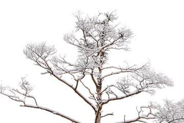 Schnee liegt auf den dünnen Zweigen von Bäumen