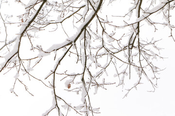 Schnee liegt auf den dünnen Zweigen von Bäumen