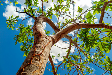 Jenipapo (Genipa americana), many fruits on the tree with blue sky in the background. Selective...