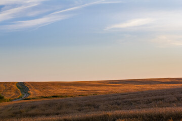 Fototapeta premium Wheat field. Ears of golden wheat. Beautiful Nature Sunset Landscape. Rich harvest Concept