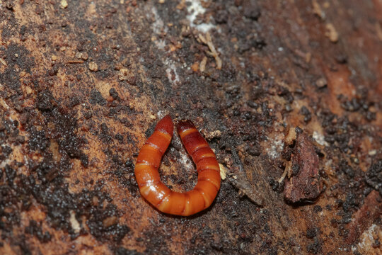 Engerlinge, Insektenlarven, K&auml;ferlarven unter der Baumrinde