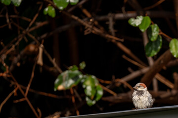 Petit moineau dans la lumière du matin