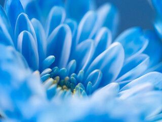青いキク 青い花 青い菊 