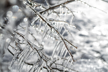 Frosted tree branches covered with ice and icicles on the white snowy background. Tallinn, Estonia....