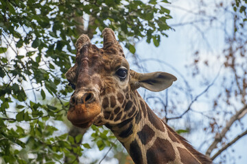 Giraffe head, close-up. Reticulated giraffe or Giraffa camelopardalis reticulata. Place for text.