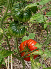Tomates dans le jardin