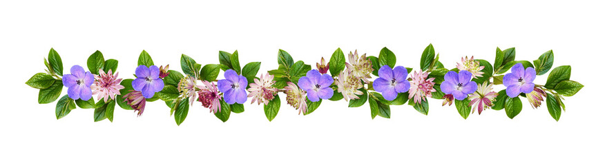 Purple and pink flowers and green leaves in a floral garland isolated on white or transparent background