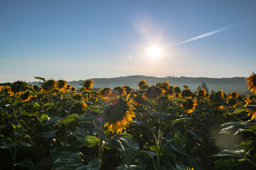 incredibly beautiful sunflower field in the village